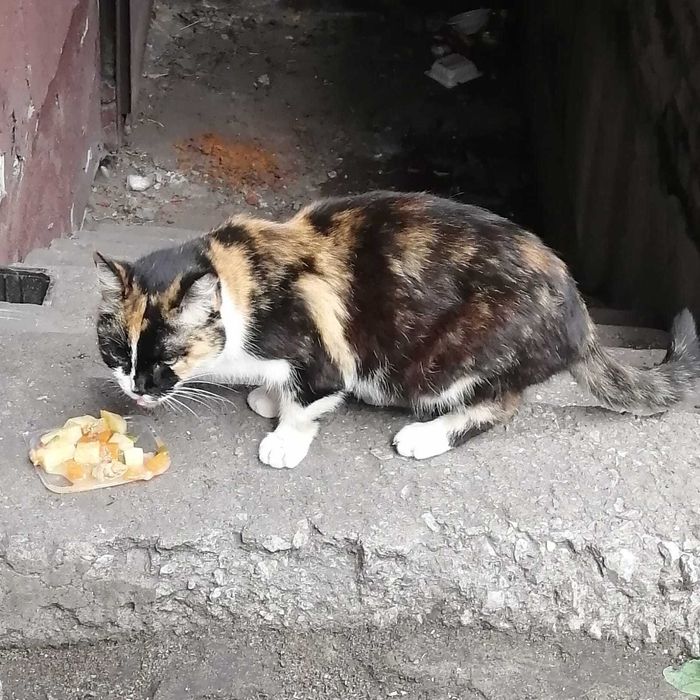 Кошки в добрые руки