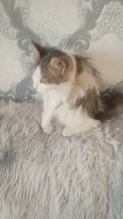 Ищу семью для милой кошечки