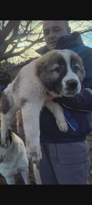 3 месечни алабайчета