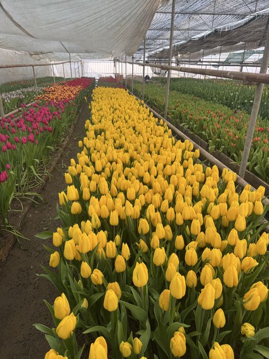 Тюльпан гулдеры 8 наурыз