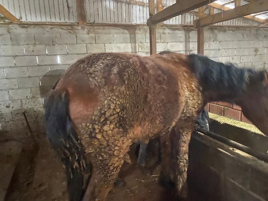 Продам Лошадей .