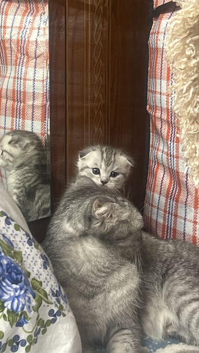 Шатлански кошка.