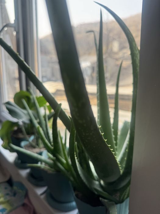 Продам комнатные цветы