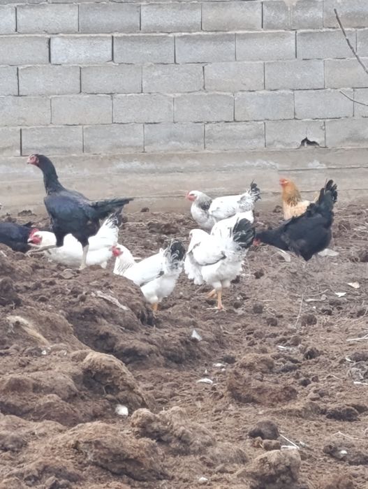 Продаются куры домашние и бойцовые