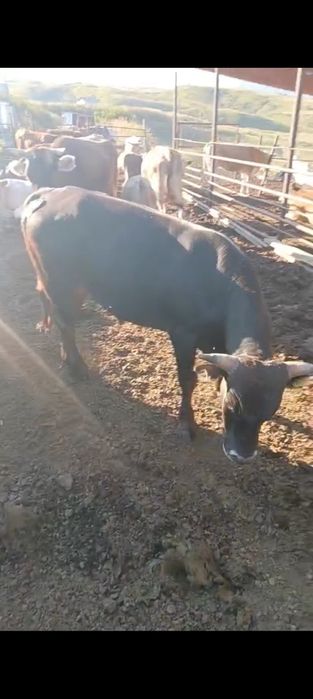 Продам Быков 5 голов