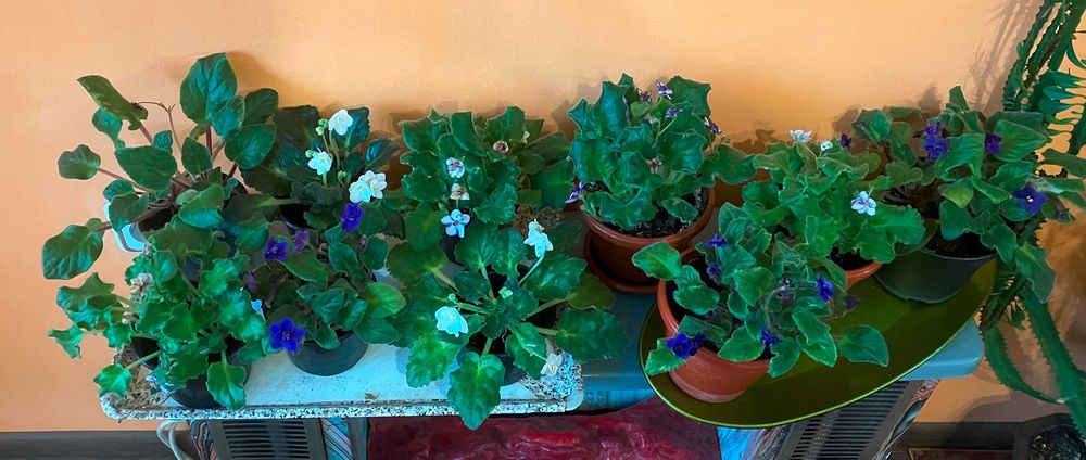 Теменужки в саксия