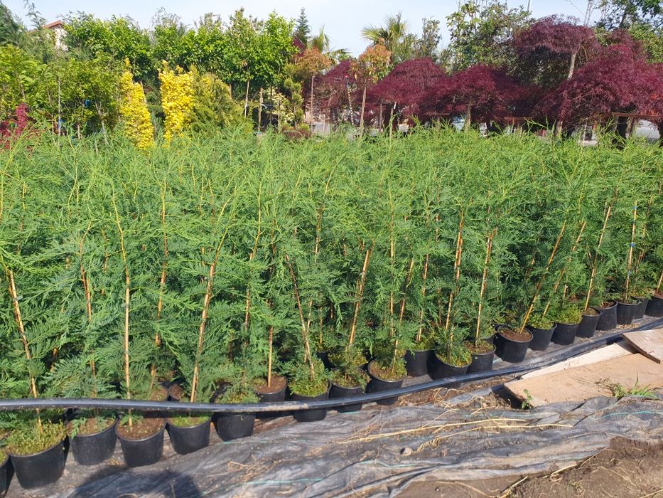 Leylandii crescuti in ghiveci de la producător