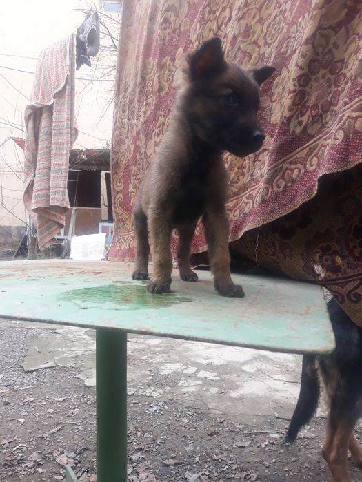 Afcharka beldiyeskiy malinua prodayotsiya ne doroga