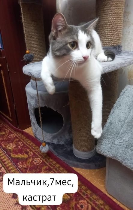 Котята бесплатно⁹