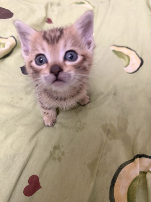 Отдам котят в добрые руки