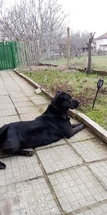 9 кученце нуждаят се от дом