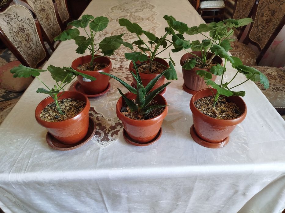 Xonaki gullar.  Kelishtirilgan holada sotiladi. Har hil gullar bor.