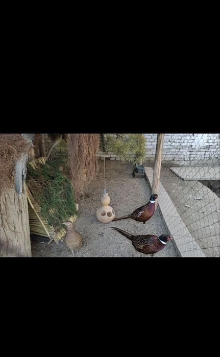 Кафказ фазанлар сотилади