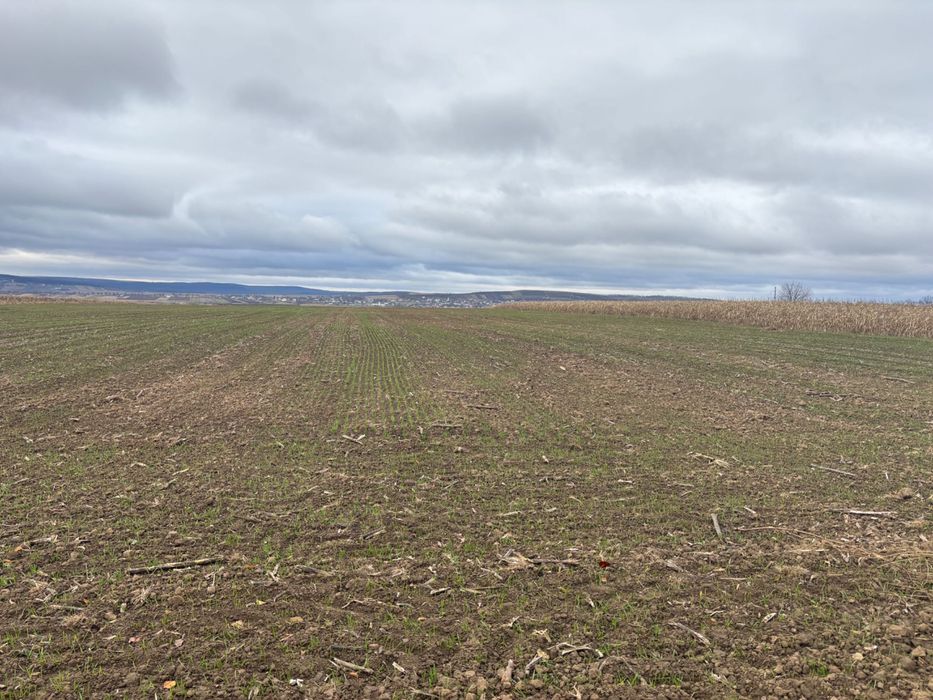 Teren Zaicesti pădure