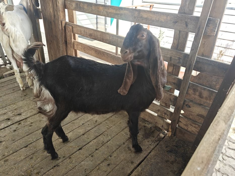 Козы камори и гулаби.