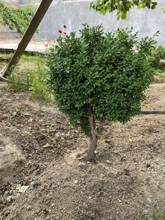 Декоративные кустарники с места выращивания самовывоз