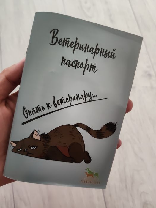 Котёнок шотландский висло-ухи