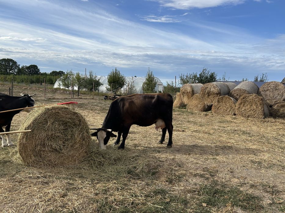 Vand doua vaci bune de lapte