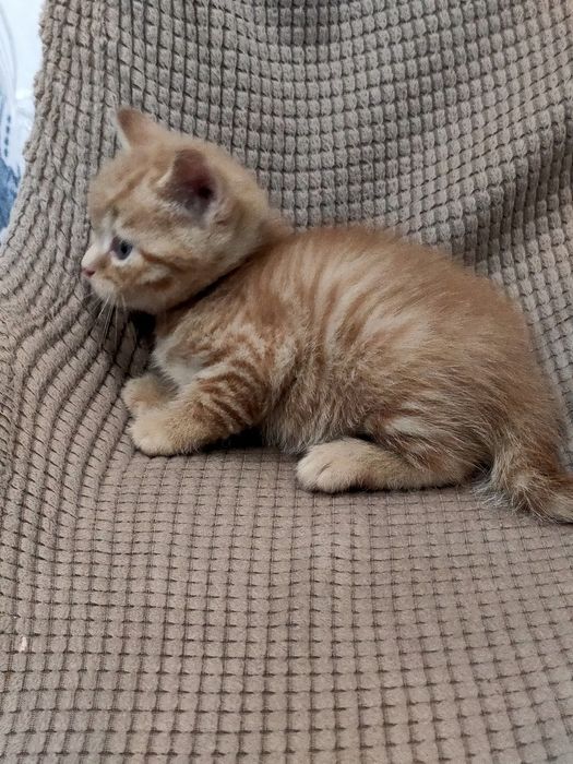 Британский мальчик