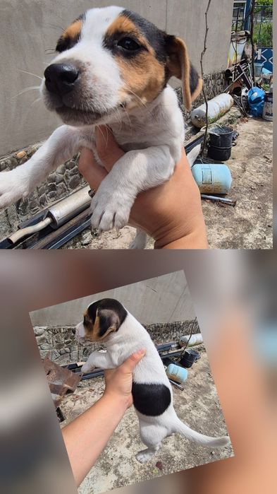 Джак Ръсел кученца