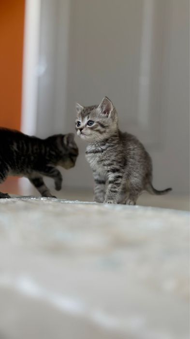 Продам кошку в хорошие руки