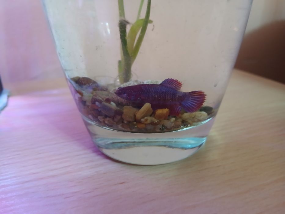 Продам рыбку петушка