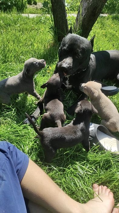 Щенки питбули.