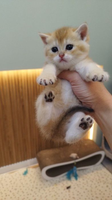 Это золотое чудо подарит вам любовь и ласку