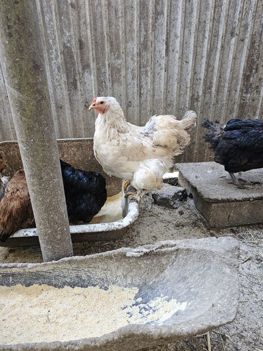 Ouă pentru incubat.