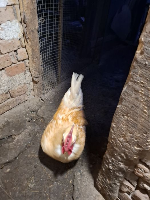 Шведски Исбар,петели