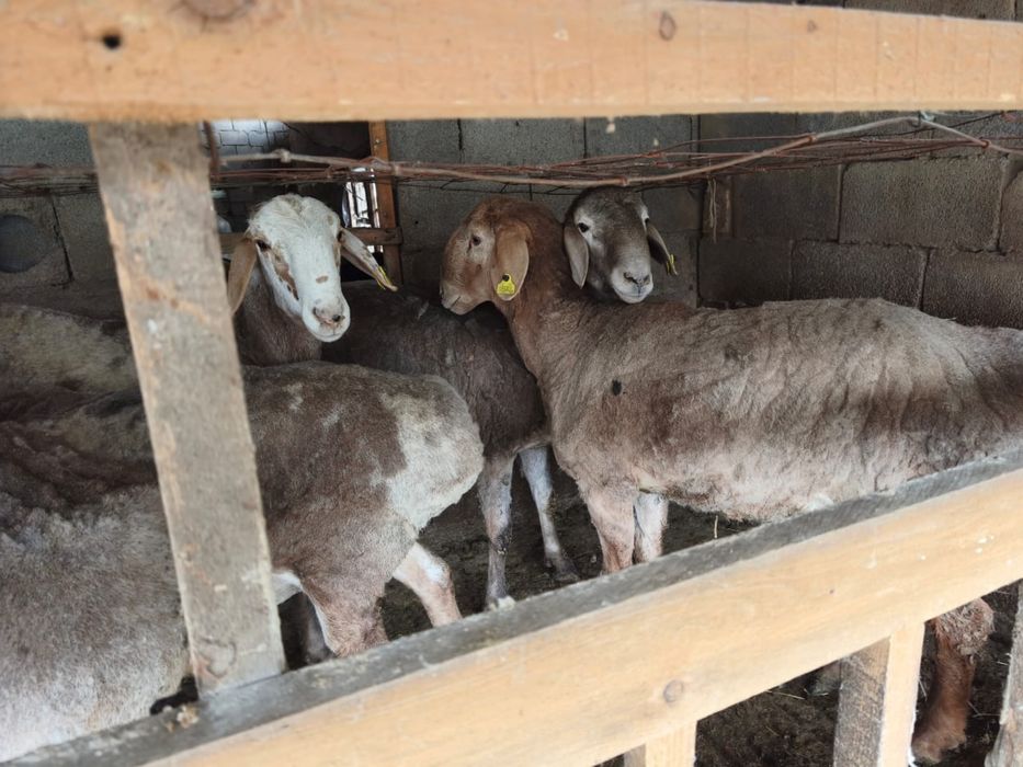 Арашан  токтылар