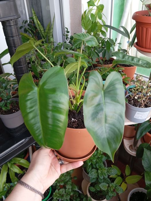 Каждый по 2500 тенге