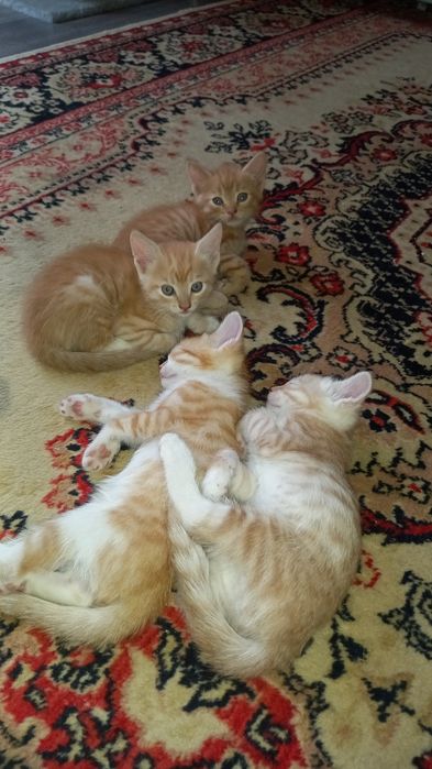 Отдам рыжых котят в добрые руки