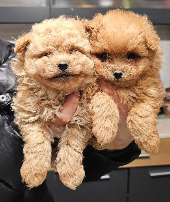 Pomapoo Померан/Пудел