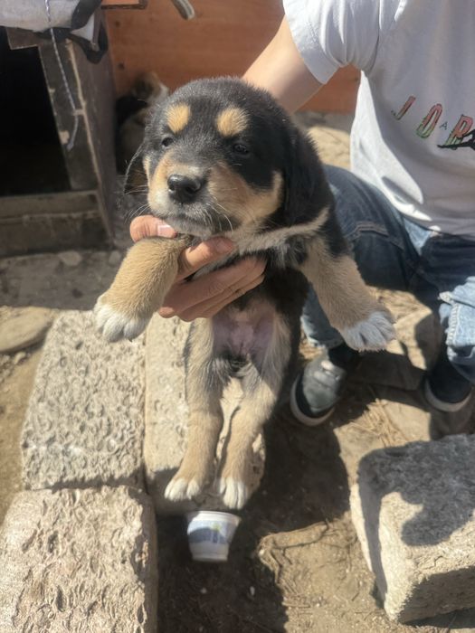 Күшік девочка барлыгы