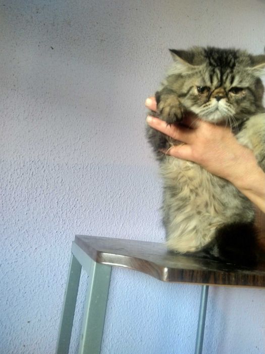 сладки персийски котета