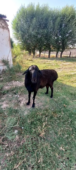 Katta qo'chqor sotiladi