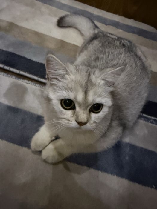 Отдам своего кота в хорошие руки