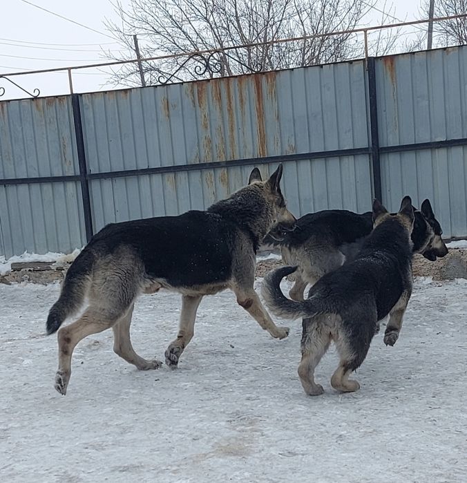 Вязка с Вео-чемпионом