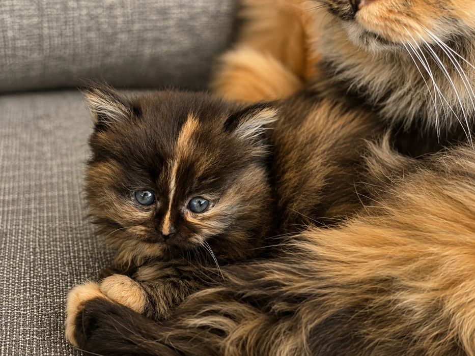 3 котенца си търсят дом