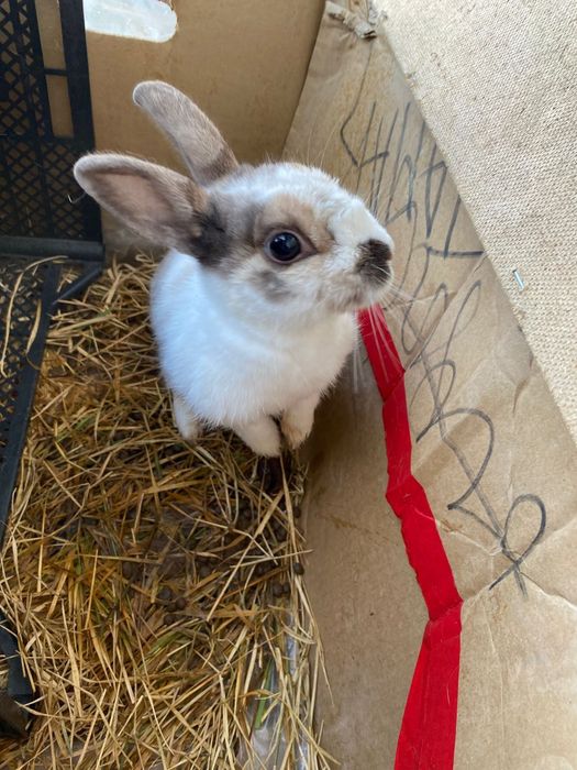 Қоян сатылады ал