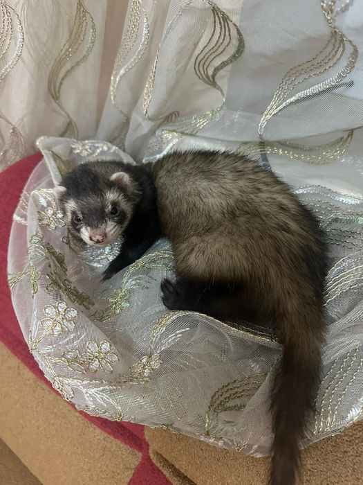 Продам хорька девочку