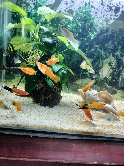 Vând pești xifo, masculi,femele adulți.