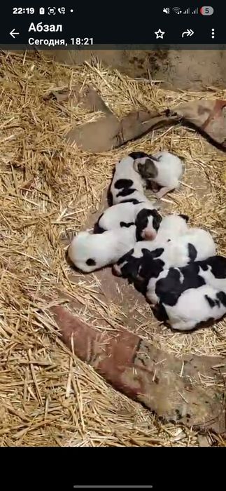 Продаже щенки тяжи