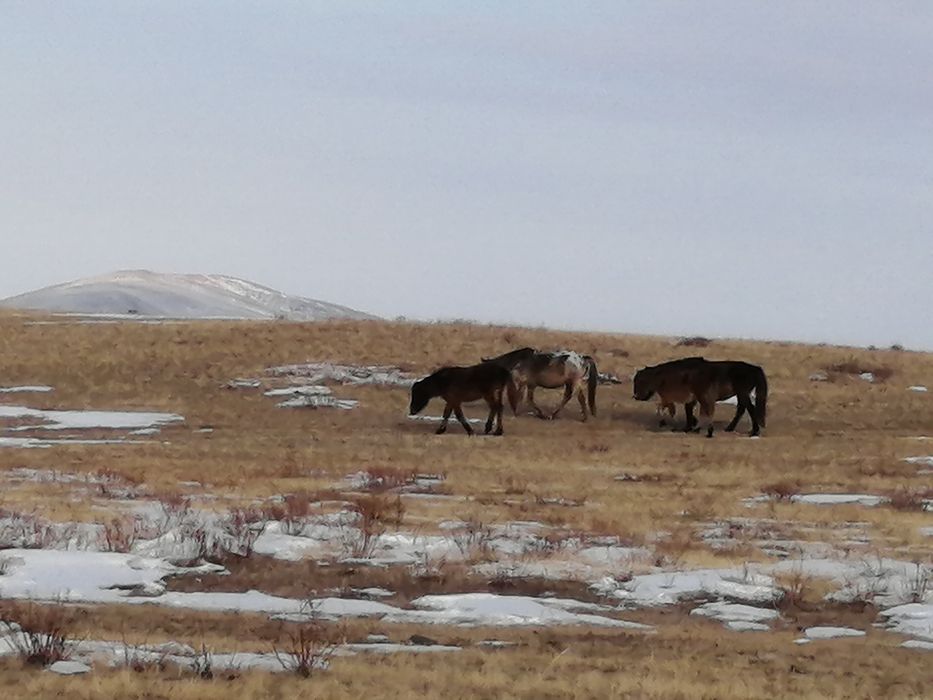 Жылкы сатылады биелер ай