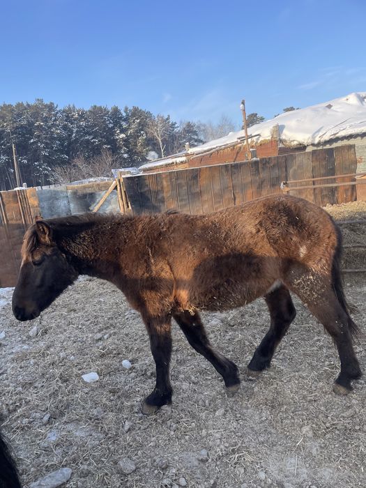 Продам тайев с откорма цены разные