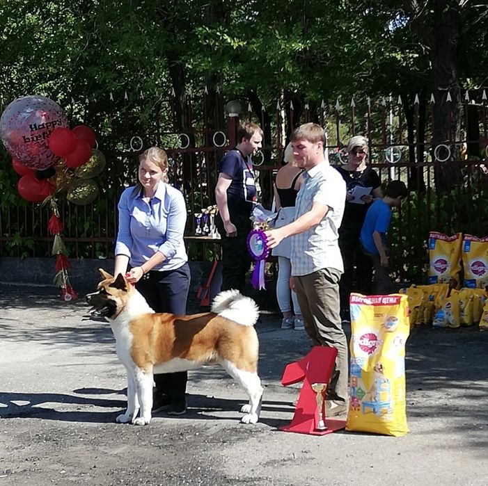 Американская Акита