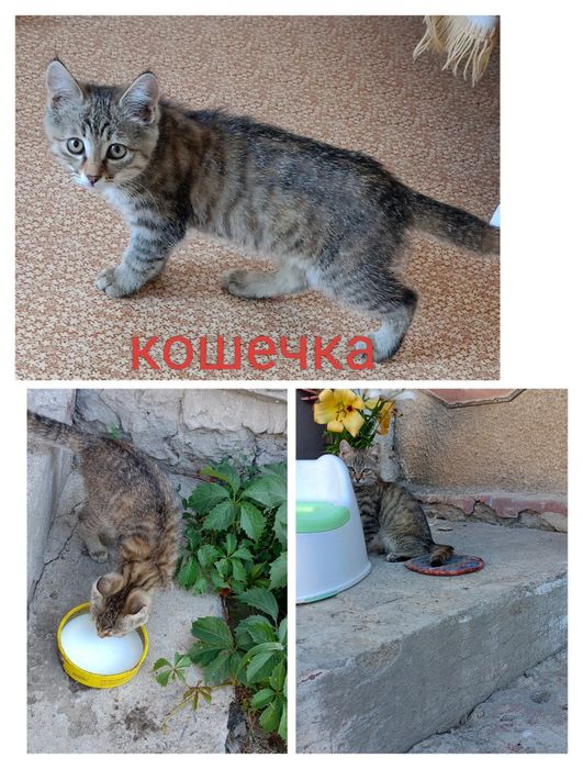Котята: котик и кошечка