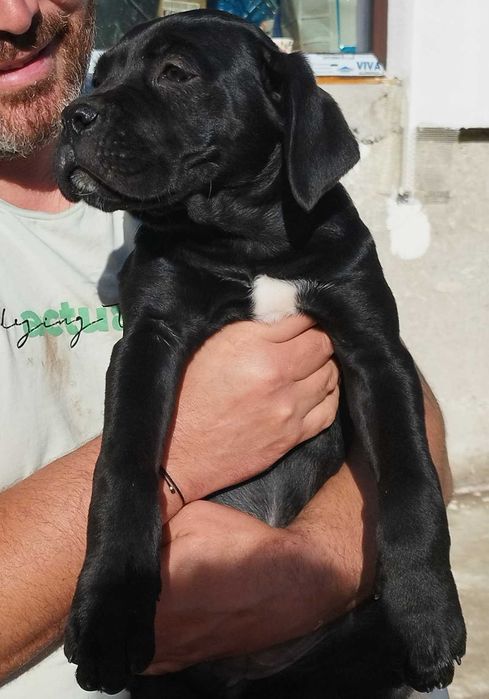 Кане Корсо Италияно