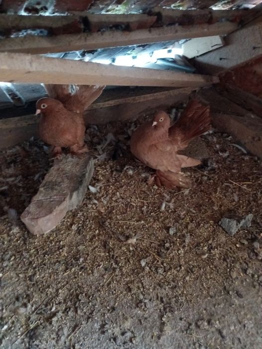 Vând trei femele și un mascul rostow